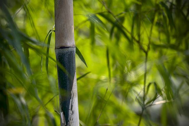 但是,我国木竹产业发展依然存在着原料资源短缺,生产