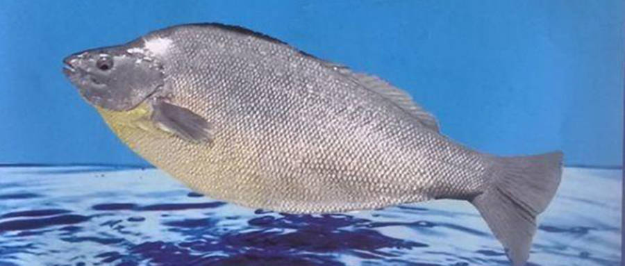 福岛比目鱼登上奥运会餐桌日本本土运动员却不吃核辐射真的对人无害吗