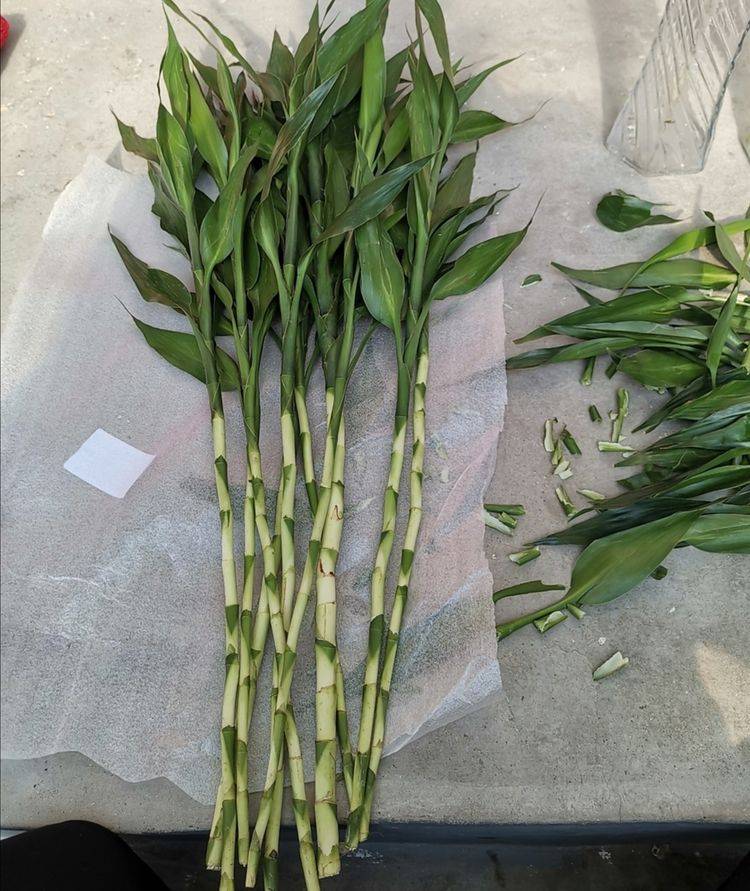 富贵竹几枝 a0d237ff85b8499986aa5f3187ce47b8.jpeg