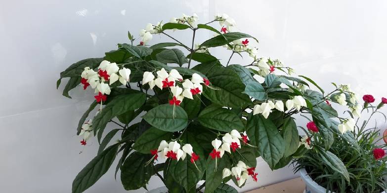 好养活的花卉植物好看 1604031b6d38496f8b834887d9e2e773.jpeg