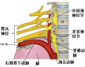 星状神经节位置图片