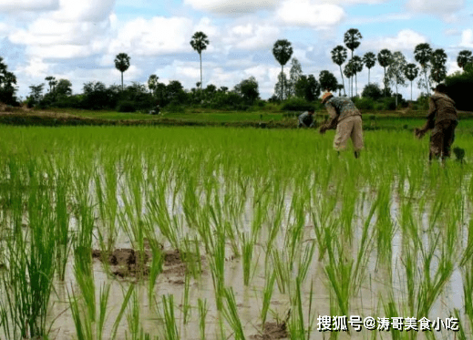 什么|柬埔寨家庭的一日三餐,都爱吃些什么,为何很少有长寿的