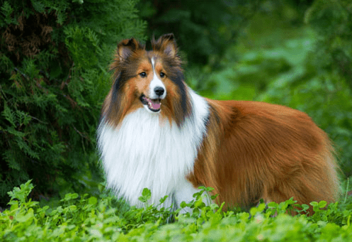 原创养狗手册7款易上手好饲养的中型犬