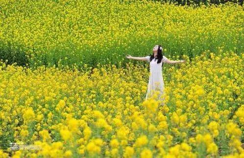 花海|“夏”一站 相约关山草原，打卡秋菊花田！