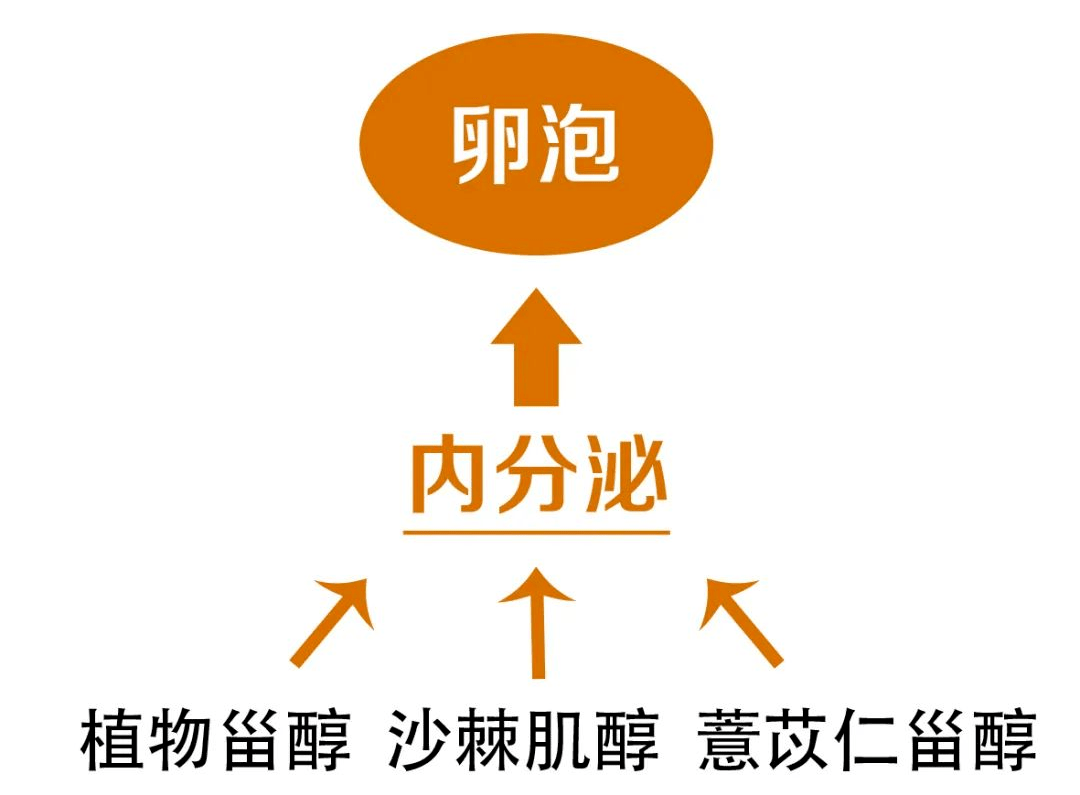 坤巢新是如何調經的頤養腸菌化水土補益腎精調週期