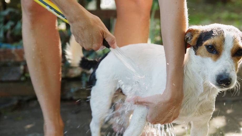 做法|很多养狗人，都不知道这六种做法，对狗的危害有多大！