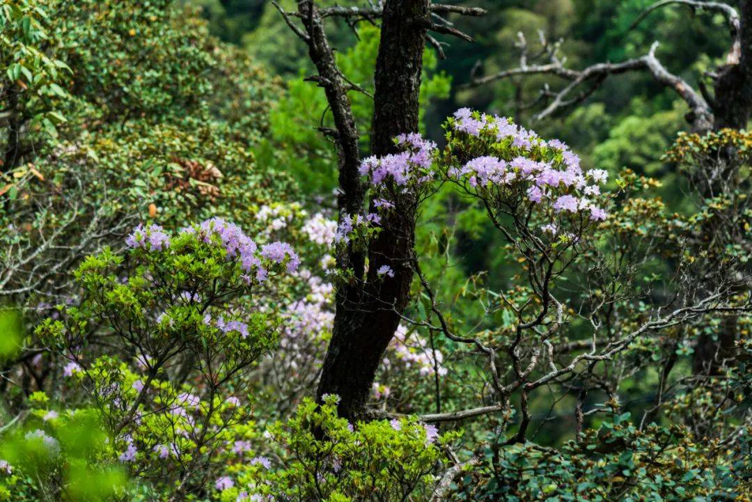 7月大理鸡足山杜鹃花正开放 山花映古寺 鸡足山原来那么美 云南