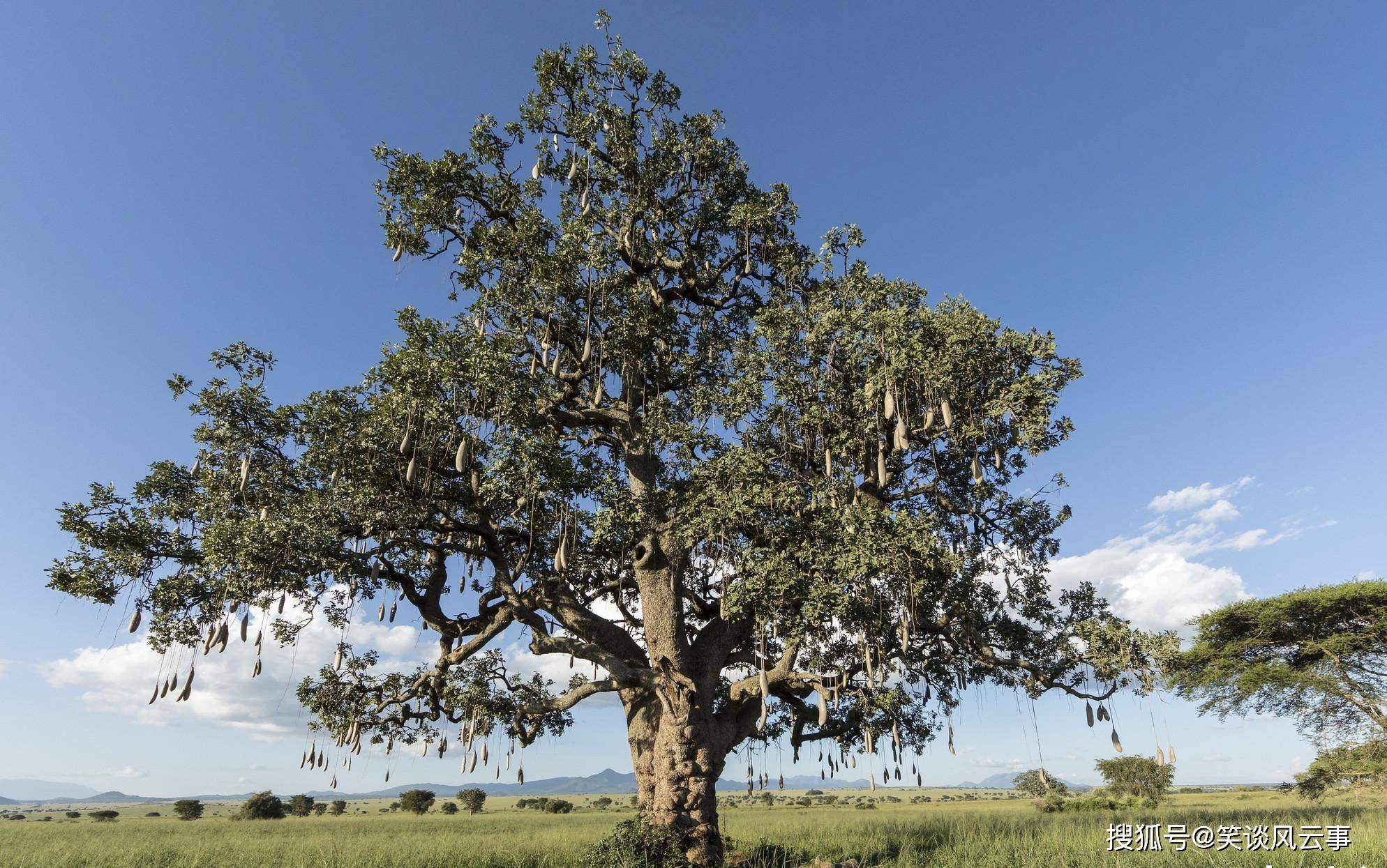 会长“香肠”的非洲树：生吃被禁止，被土著部落视为圣树