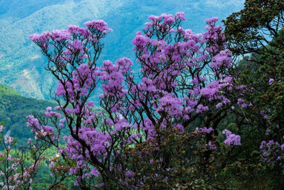 原创7月大理鸡足山杜鹃花正开放山花映古寺鸡足山原来那么美