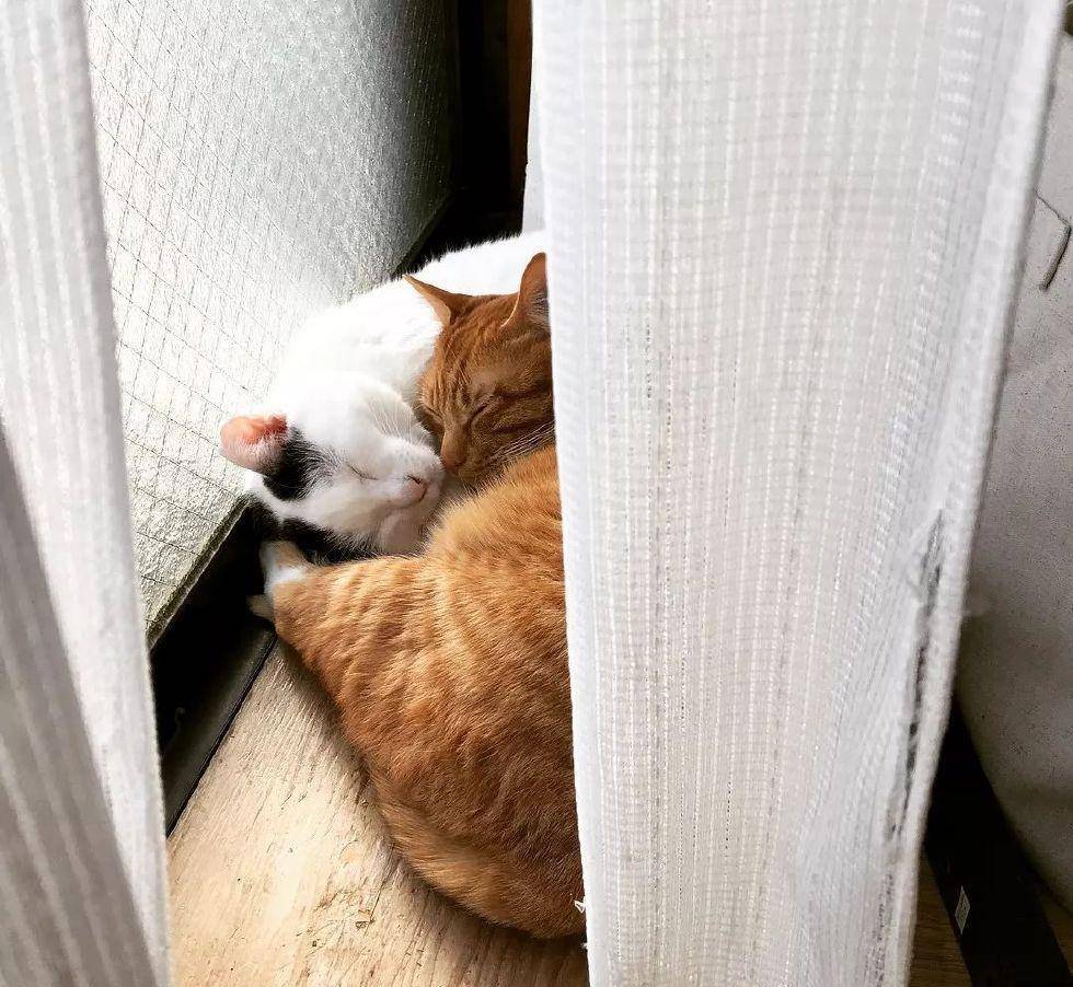 主权|看着这两只猫抱在一起睡觉的样子, 简直是甜死我了