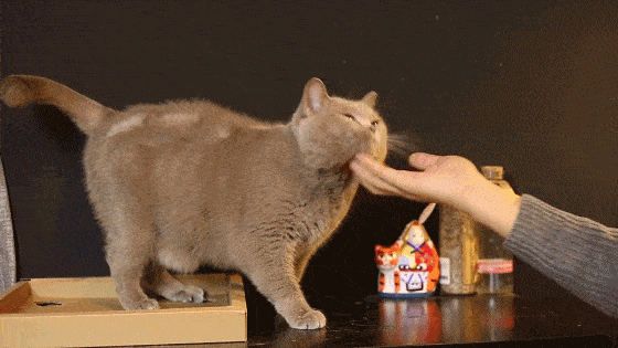 为什么小猫喜欢咬手指