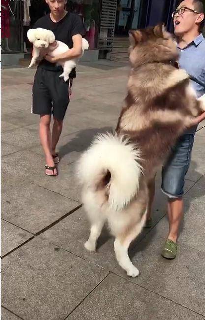 笑意|看到路人抱着一只比熊, 阿拉斯加也撒娇要抱抱, 主人只能实力宠狗