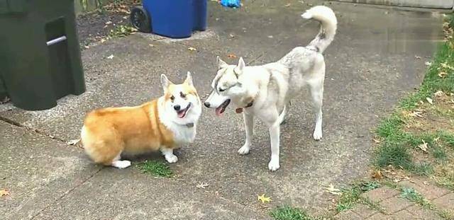 智商|哈士奇约柯基打架, 结局居然大反转, 主人笑的直不起腰