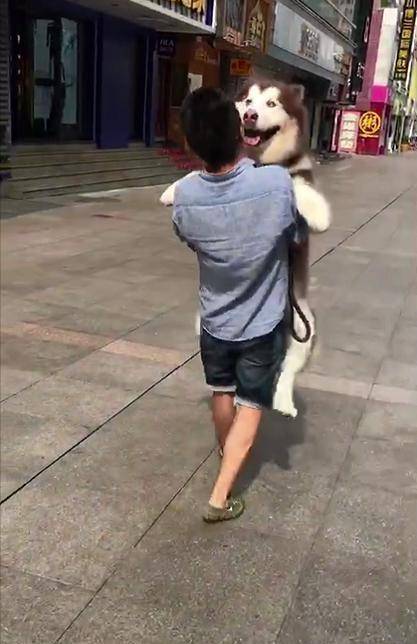 笑意|看到路人抱着一只比熊, 阿拉斯加也撒娇要抱抱, 主人只能实力宠狗