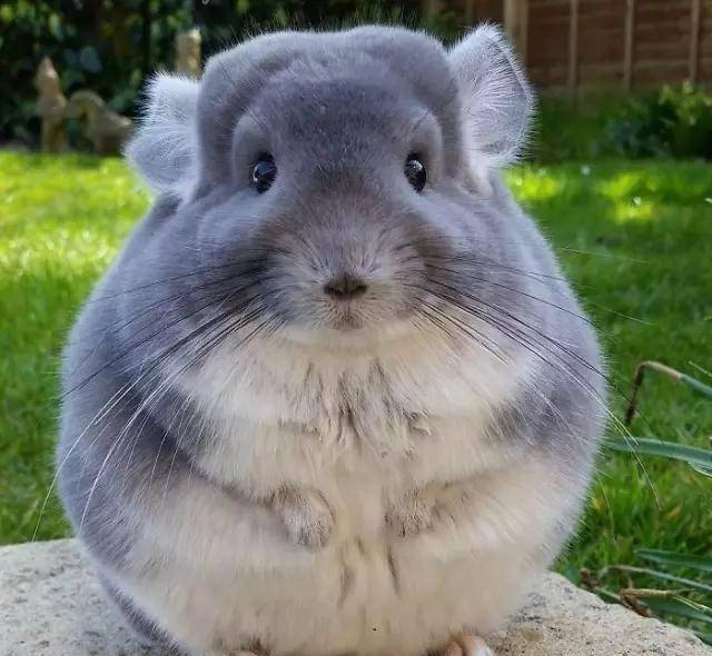 龙猫|比圆, 谁比的过龙猫