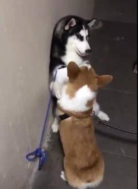 兄弟|二哈打架没赢过, 吵架没输过, 却被短腿柯基给办了