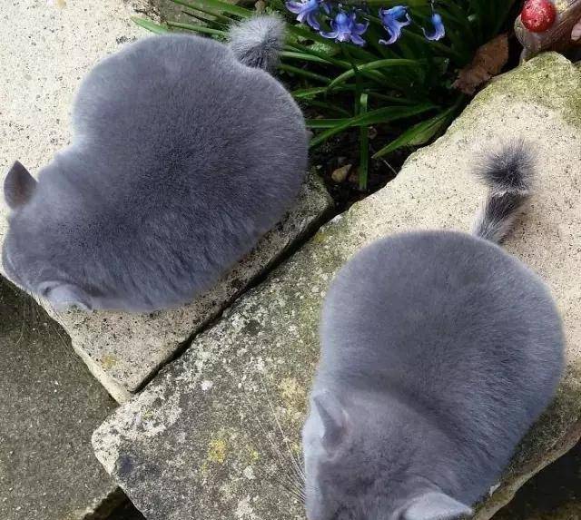 龙猫|比圆, 谁比的过龙猫