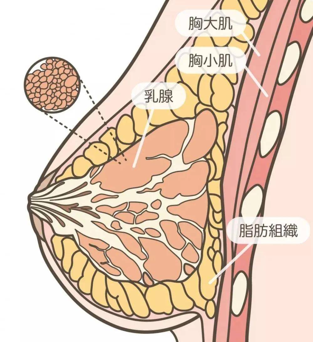 拉丝|杨幂真练出肌肉了？！麒麟臂+拉丝腿，分手后光速回春实锤了吧？
