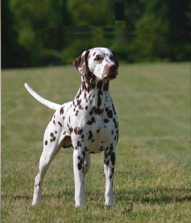 斑点狗善于外交聪明伶俐气质稳定而外向 大麦町犬 耐力