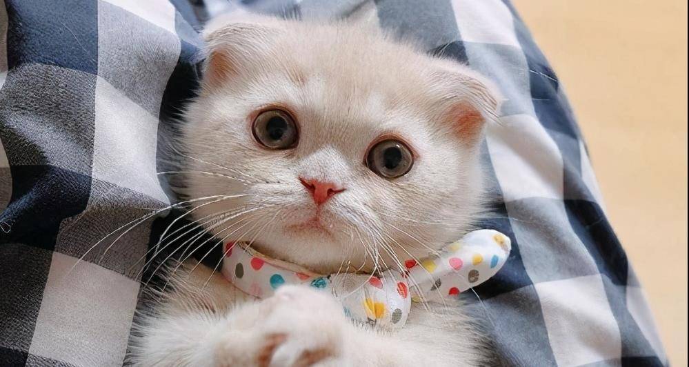 观点评论|第一次养猫？这些猫最好别碰，不然会被“气哭”