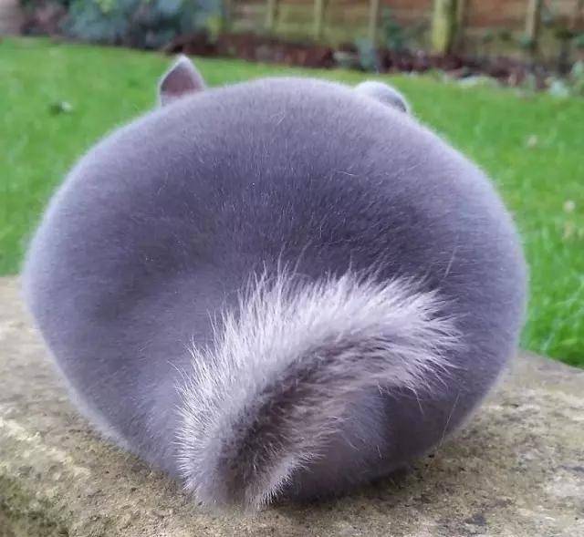 龙猫|比圆, 谁比的过龙猫