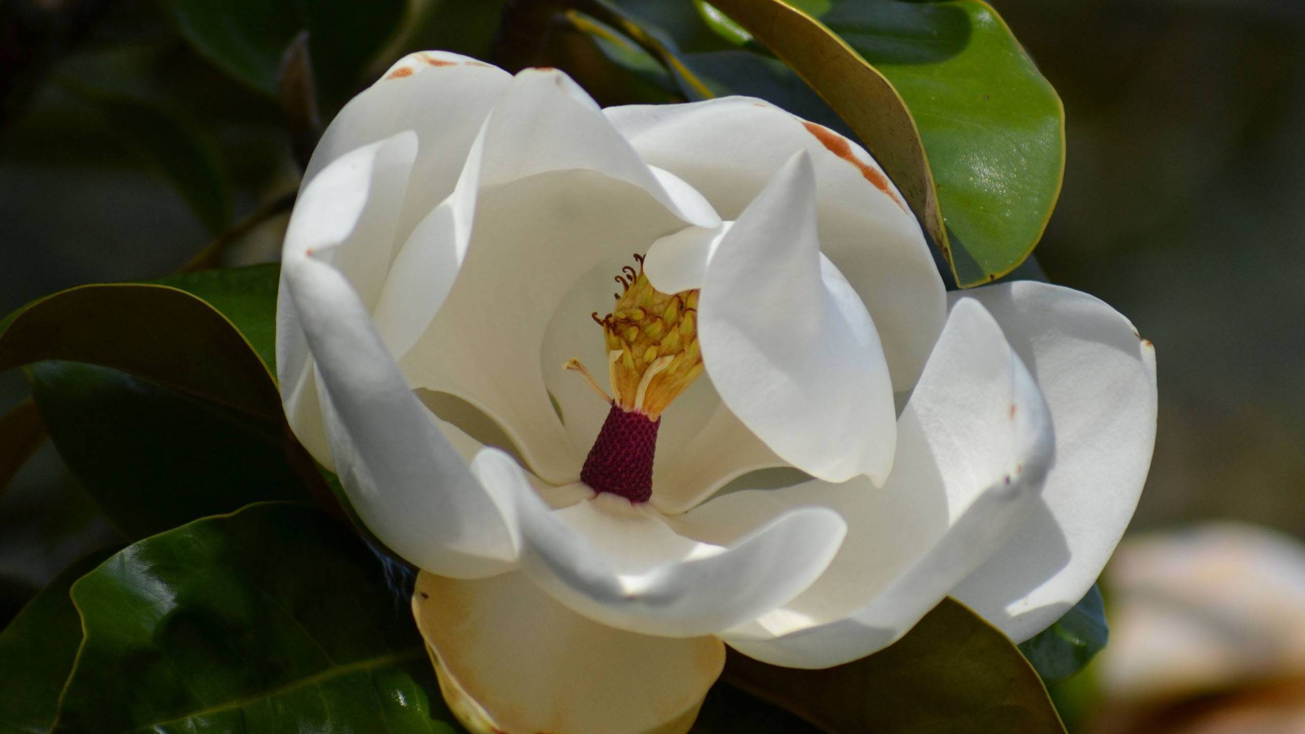 7月15日星座运势 好运加身 诸事顺遂的四大星座 生活