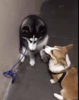 兄弟|二哈打架没赢过, 吵架没输过, 却被短腿柯基给办了