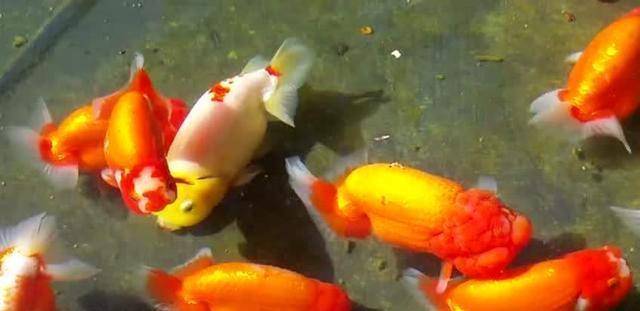 怎么养鱼才能养得最久 c9efe45ee0e5458baa22aa701ccb7a56.jpeg