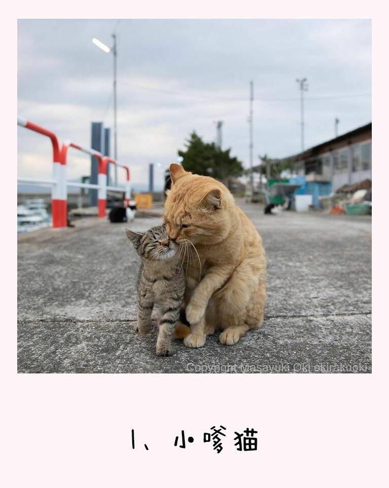 30张有性格的流浪猫照片 都被这位日本摄影师捕捉到了