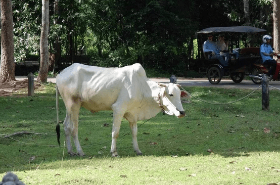 原创牛瘦不长是什么原因?牛长得慢怎么办?牛瘦的原因是什么咋治疗?