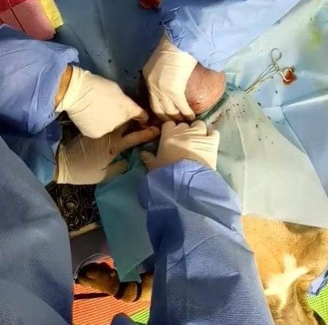 懷孕狗狗被醫生五花大綁, 接受剖腹產手術, 取出寶寶後主人樂壞了 萌趣萌寵 第2张