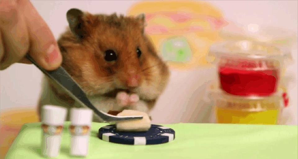 龙猫|想喂养宠物龙猫的人们, 来看看哪些食物可以喂它们吧