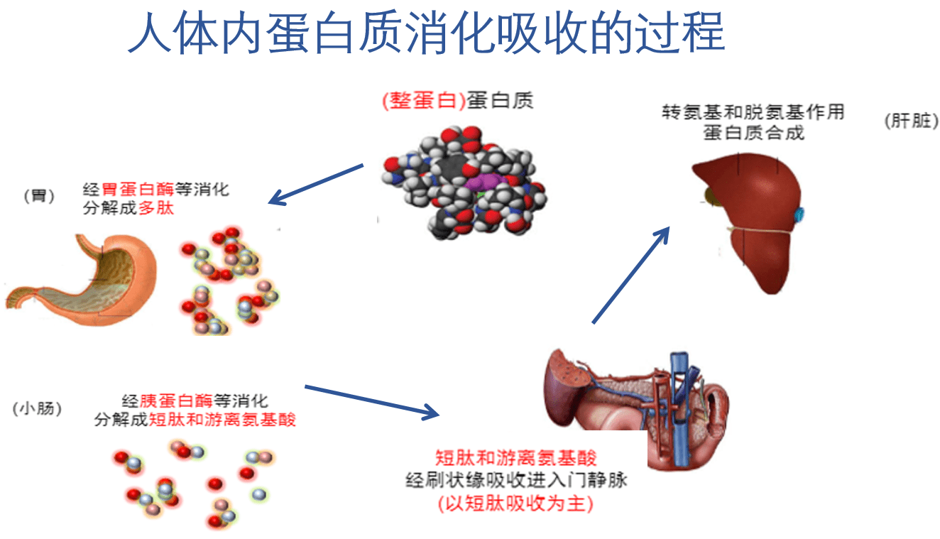 來瞅瞅不一樣的腸內營養!_製劑