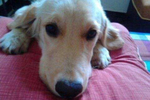 立耳土狗好吗 4eb92e92a0ae487fbbfa9372dd7866d5.jpeg