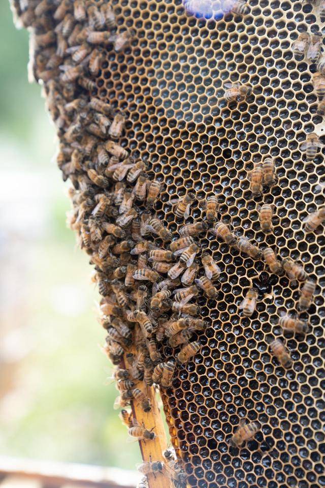 禾木蜂蜜太好吃了，高加索黑蜂辛勤酿造的成果