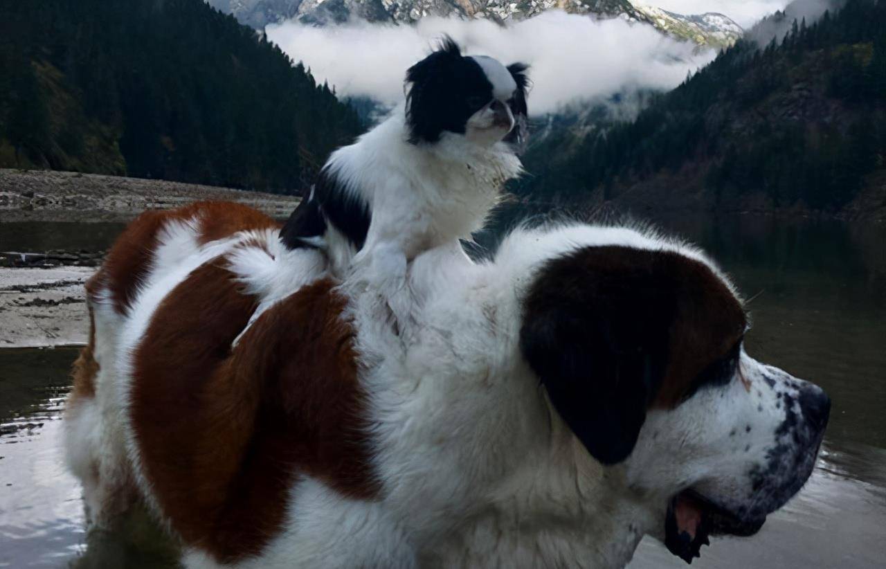 小狗|为何小狗总是向大狗挑衅？难道它不清楚自己打不过对方吗