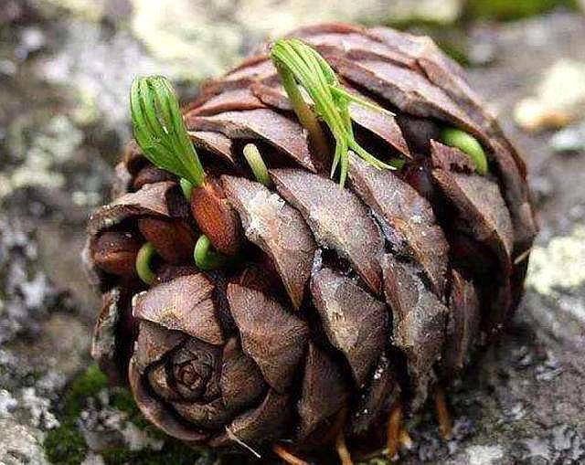 松树茸怎么产生的 7080dd4c535945db8cfeea4816a852b1.jpeg