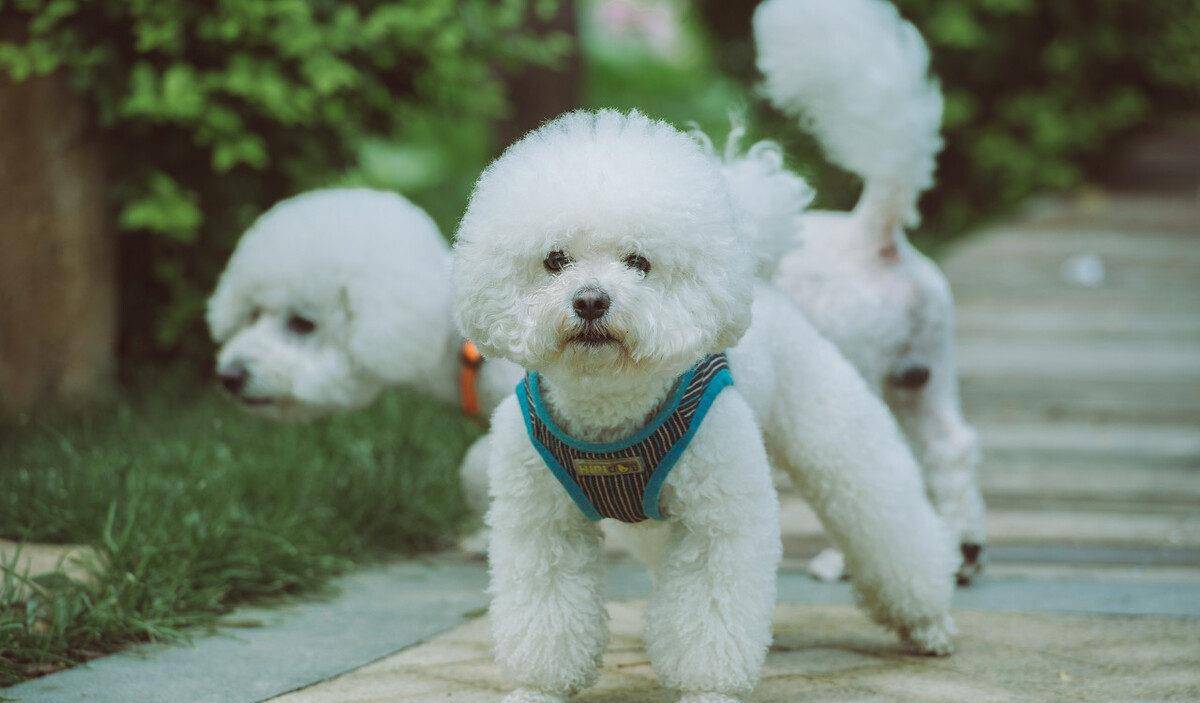 因为|为什么不建议你养比熊犬?这5个缺点,你能忍受几个