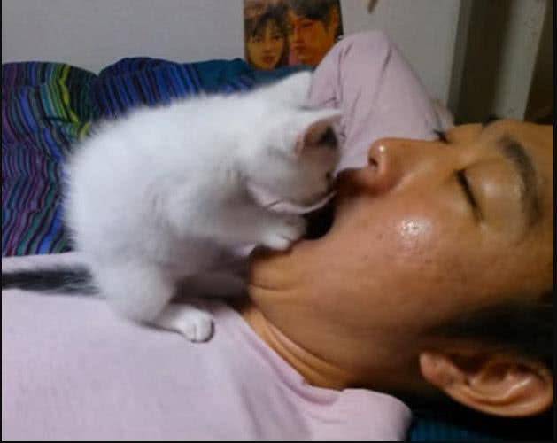 怎么看小猫是否吃饱了 c1874a30404a462ca2319a7db05de3e9.jpeg