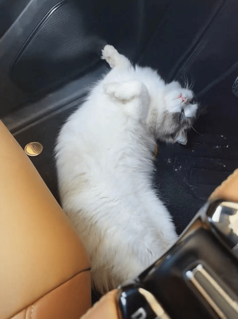 原创网红"钻石娃娃"引争议,带名贵猫登上珠穆朗玛峰,遭网友炮轰