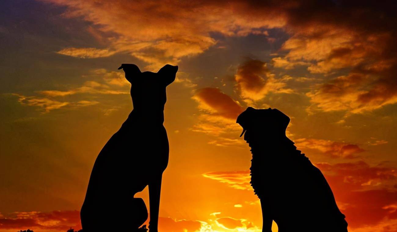 如果地球只剩下这 7种狗狗 你会选哪一只 Top