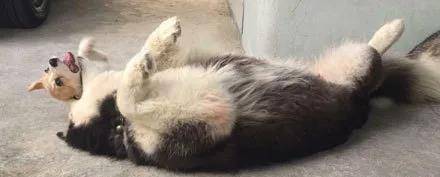 什么|男士们, 如果你们求生欲很强的话, 就别送什么哈士奇了