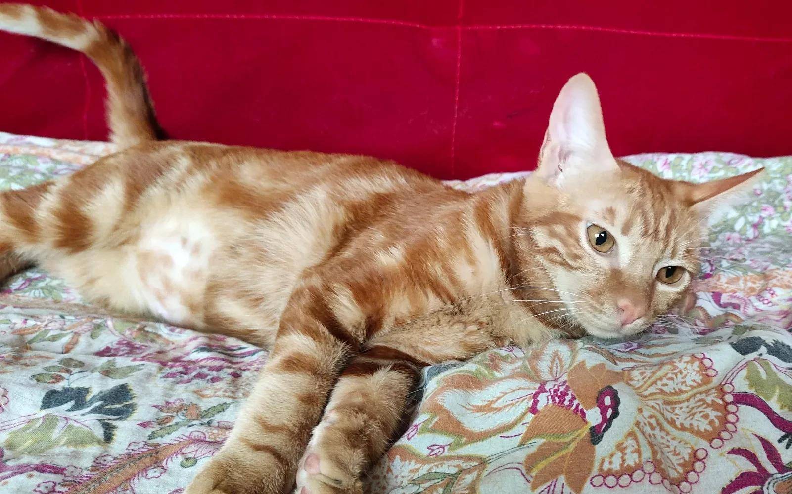 观点评论|礼拜一的早上家里两只猫,一只装可怜,一只趴在门口堵住上班去路