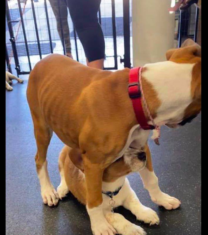 带着|柯基很喜欢钻别的狗狗身下，见一个钻一个，狗：天塌下来我不怕