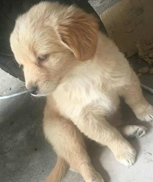 花300网购的金毛犬,三天后收到狗一看,网友:我是不是被骗了 花300网购的金毛犬,三天后收到狗一看,网友:我是不是被骗了