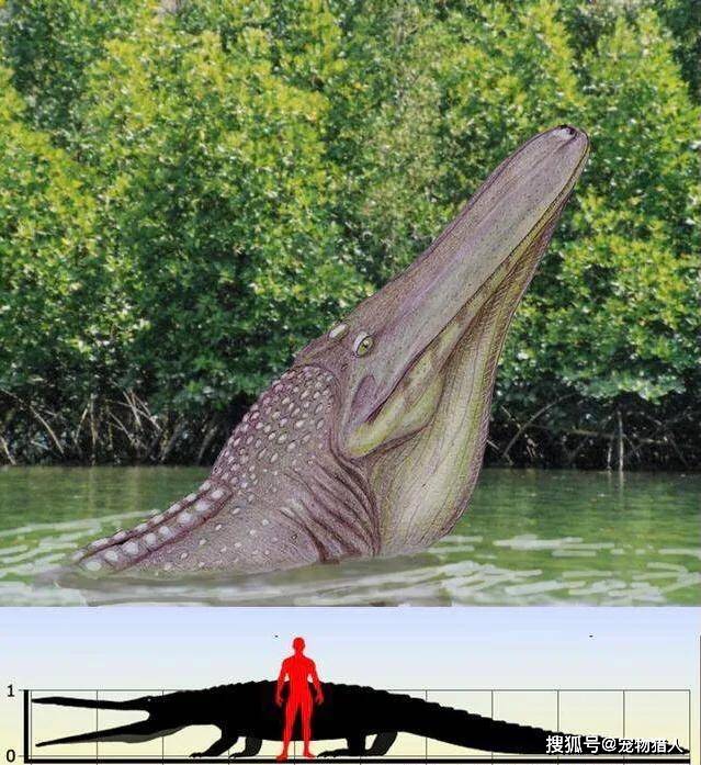 陆鳄暴泳鳄喜欢宠物关注我.鳄鱼大全.