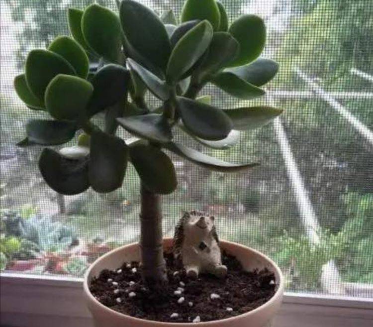 用什么方法可以快速生根 9b4b05d902184b8aac3208763569e620.jpeg