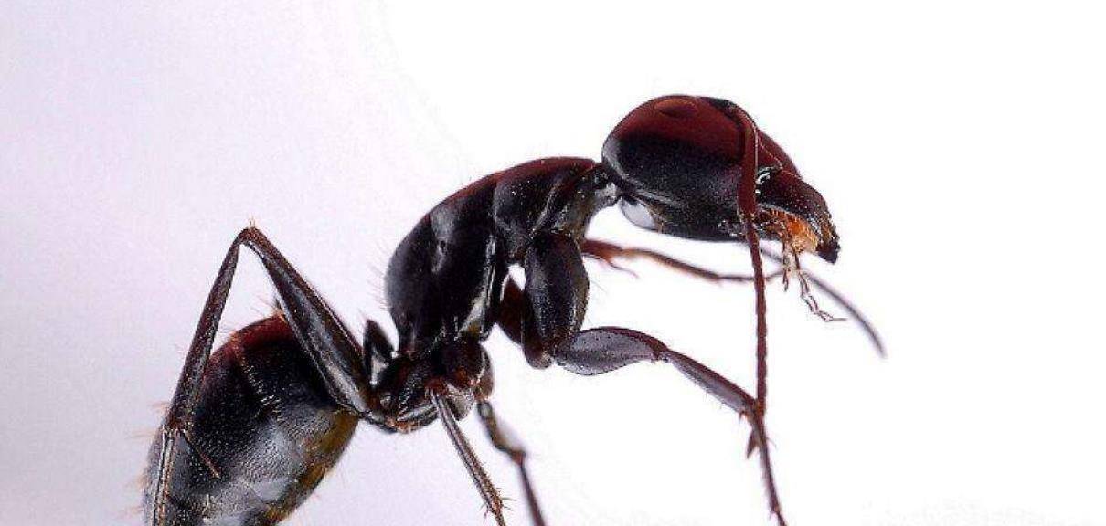 蚂蚁是什么维度 9dcc172cb979408c8e24614f29839439.jpeg