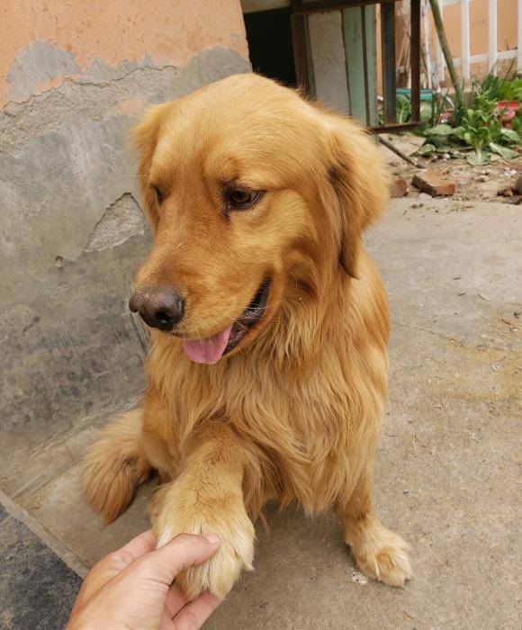 时间|金毛见到网友很害怕,它想要逃,结果还是被逼着握手