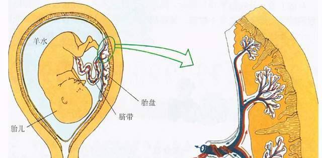 方法|生娃后，你的胎盘是埋在树下了还是“吃了”？怎么样处理才好？